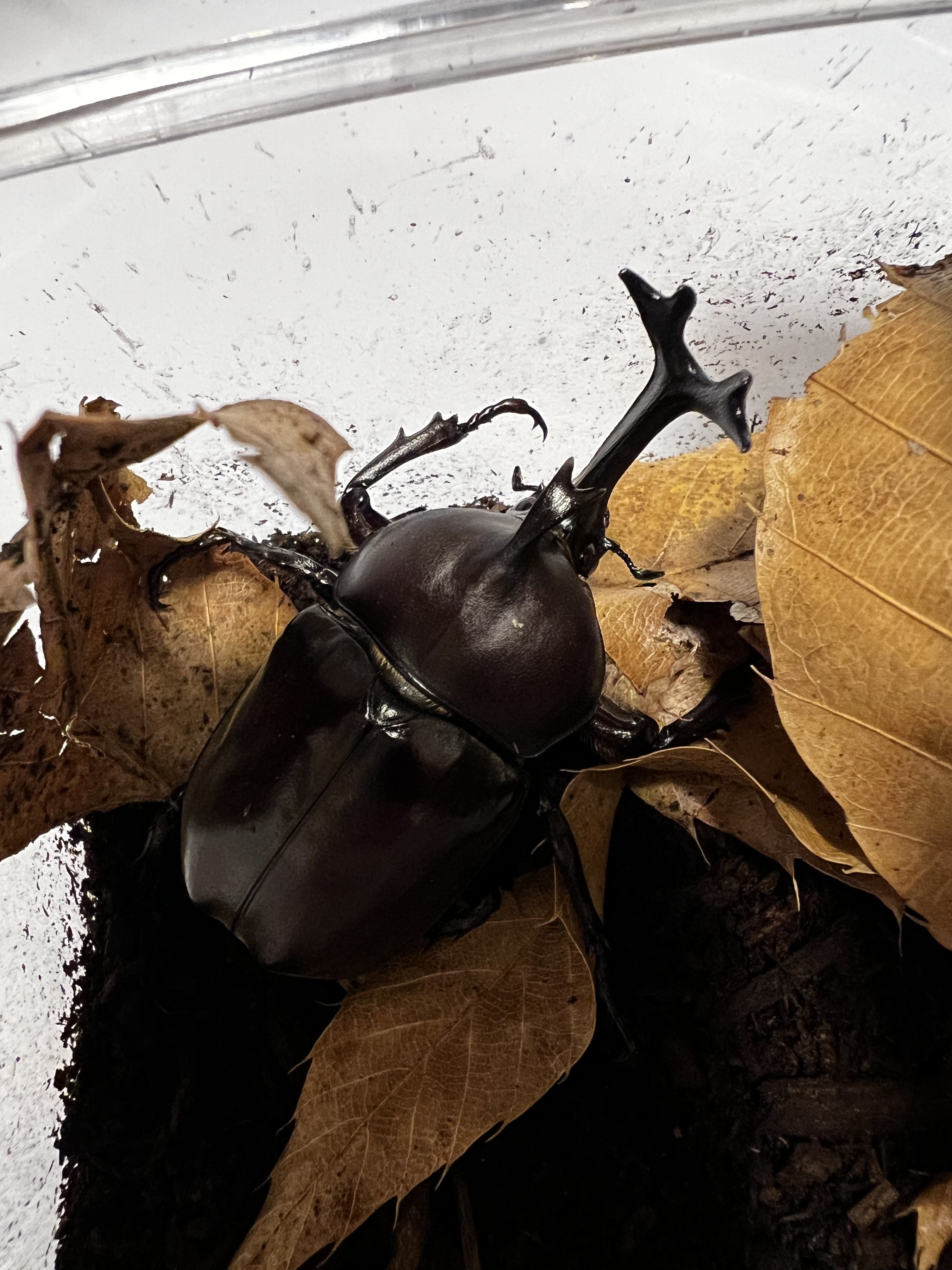 Nhato Insect Japanese and Insects - Off Topic - JNS Forum